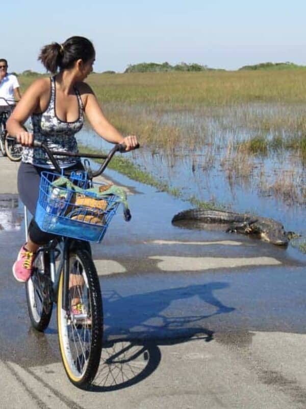 Take a perfect trip to Everglades City 2 Bicyclists ride through water at The Shark Valley section of Everglades National Park. (Photo: Bonnie Gross)
