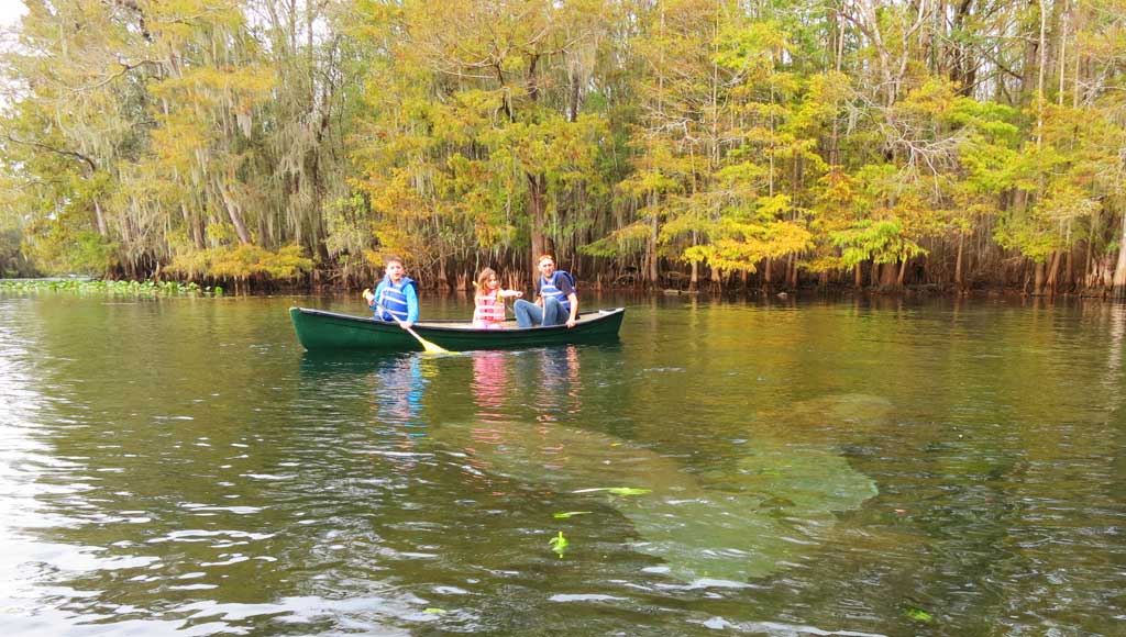 Admirers of manatees float among them at Manatee Springs State Park on the Suwanee River.