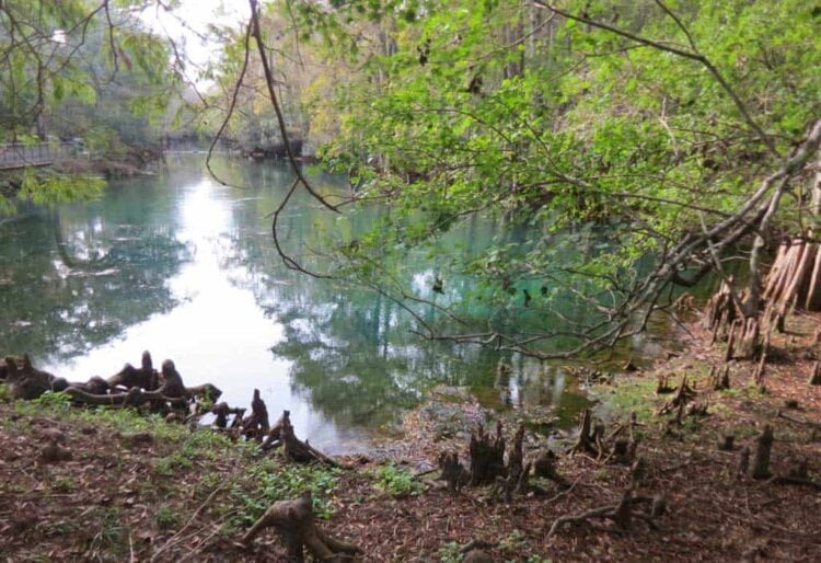 Cool Escapes: The best springs in Florida for swimming, tubing, snorkeling, diving ... 10 Manatee Springs State Park along the Suwanee River.