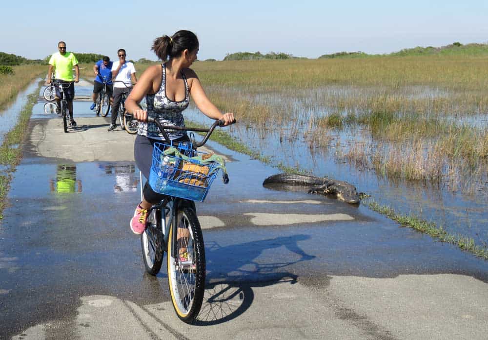 Bicyclists ride through water at The Shark Valley section of Everglades National Park,  reached via the Tamiami Trail. (Photo: Bonnie Gross)