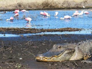A gator seemed to protect the entrance to the mud flats that attracted roseate spoonbills, stilts and storks, among other birds.