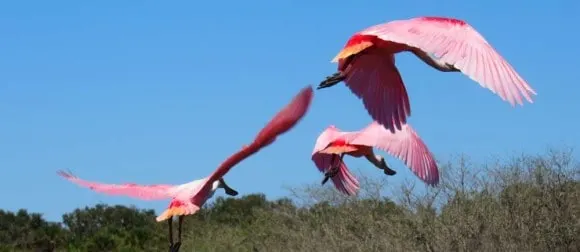 On a March visit, two dozen roseate spoonbills were feeding in a wetland along the Myakka River inside Myakka River State Park. The extensive bird life is one reason we think it's one of the best Florida state parks. (Photo: David Blasco)