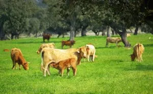 cattle grazing at Okeechobee Farms