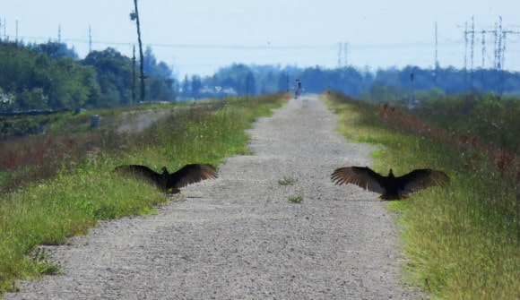 These vultures "greeted us" along the levee bike trail between Lox Road and Atlantic Boulevard. (Photo: Bonnie Gross)