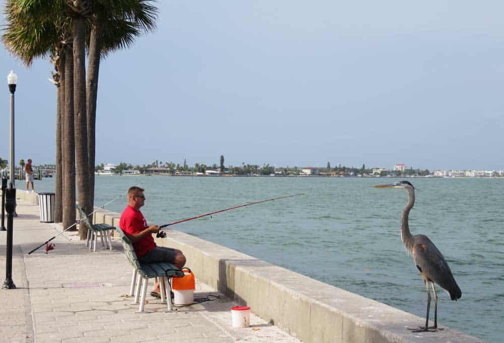 On the Intracoastal channel side of Pass-A-Grille, you'll find fishermen and their fans.