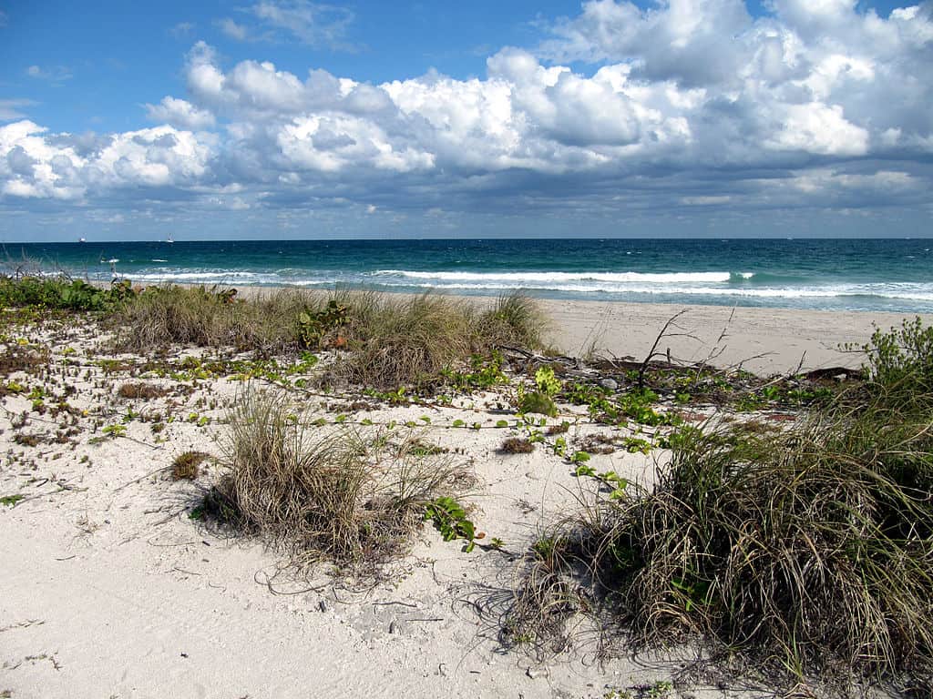 oday, the beach at Johnson-Mizell State Park is one of Broward's best beaches, with a natural beach that is 2.5 miles long, lined with seagrass instead of high rises. It was formerly known as John U. Lloyd State Park. 