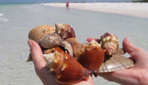 Tigertail Beach is a great place for collecting seashells. I picked up this handful of shells in five minutes. (Photo: David Blasco)