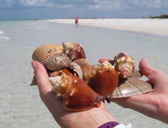 Things to do in Marco Island: Tigertail Beach is a great place for collecting seashells. I picked up this handful of shells in five minutes.