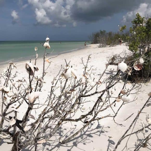 Seashell tree at Tigertail Beach on Marco Island. (Photo: Bonnie Gross)