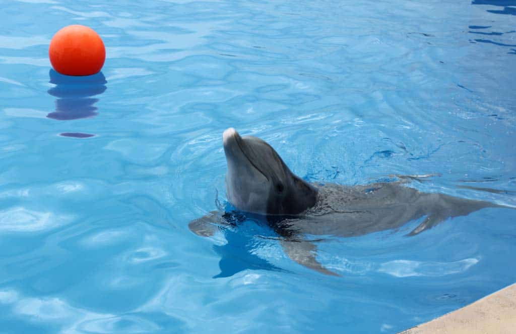 Dolphin at Marineland today. (Photo: Doug Alderson)