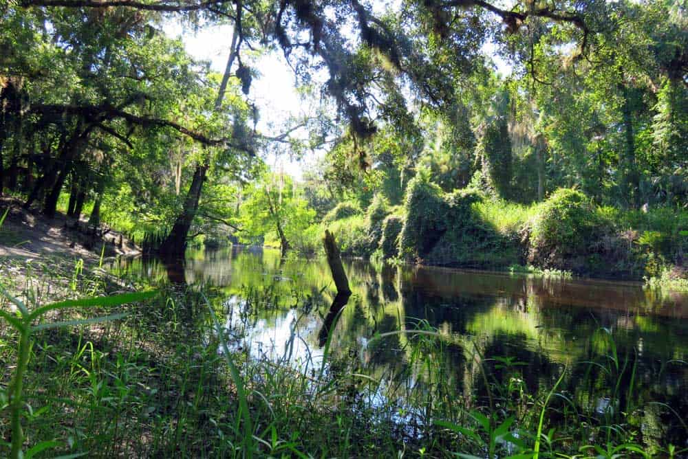 Top hiking trails near Orlando: Little Big Econ State Forest