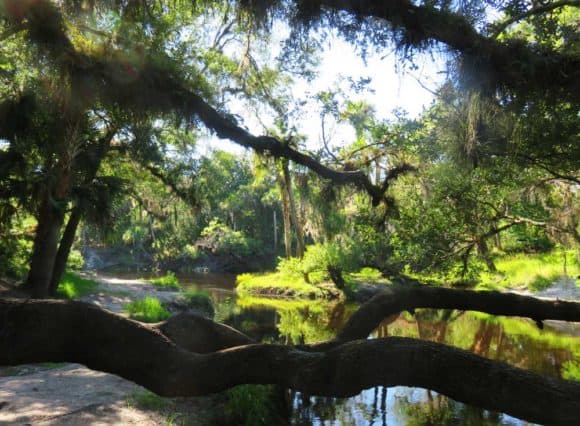 Top hiking trails near Orlando: Little Big Econ State Forest