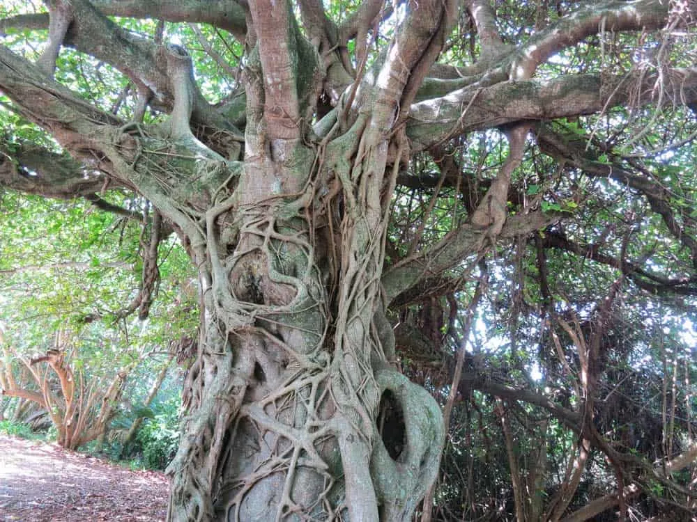 Stranger fig tree at Hugh Taylor Birch State Park in Fort Lauderdale