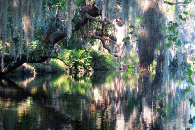 Frog Creek and Terra Ceia Preserve State Park in Palmetto