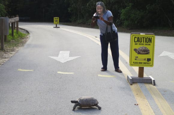 Gopher tortoise crossing road at Hugh Taylor Birch State Park. A threatened species, it is the only tortoise in the eastern United States. 