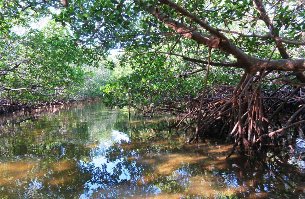 Mangrove tunnell within Don Pedro Island State Park, Cape Haze.