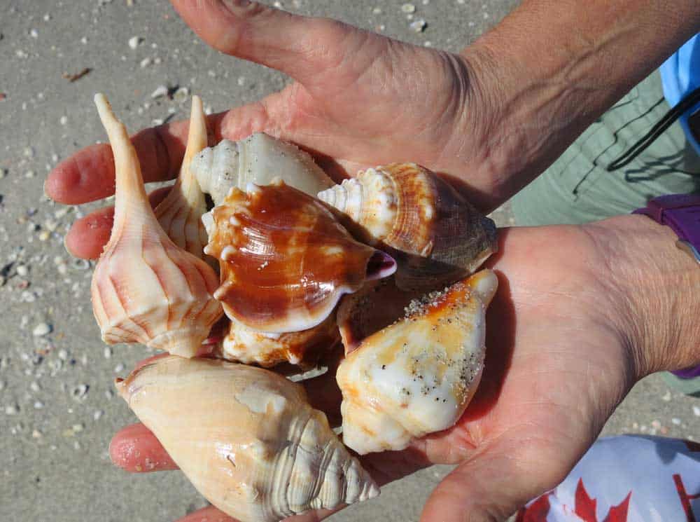 I ended up with more lovely shells -- Florida fighting conchs and lightning whelks -- than I could easily carry at Don Pedro Island State Park, Cape Haze