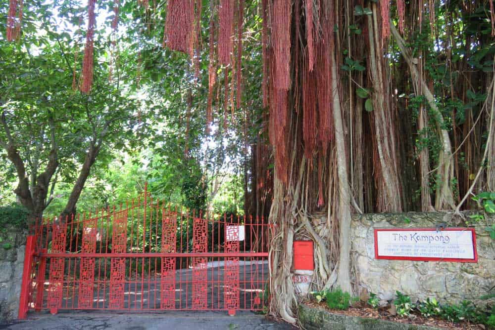 The entrance to the Kampong in Coconut Grove, where a ficus tree is devouring the coral rock wall. 