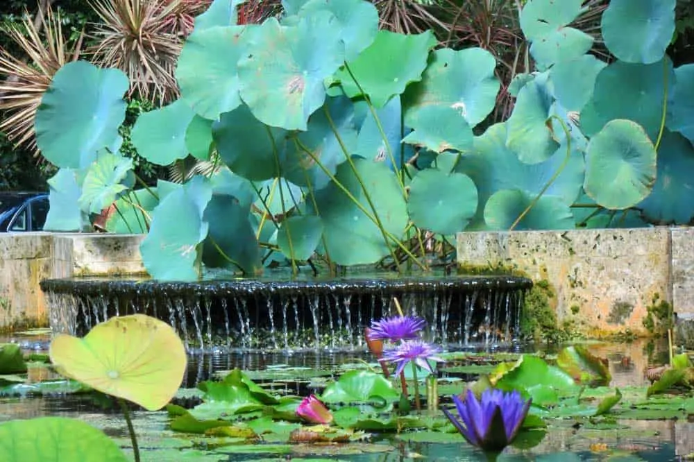 Lily pond and waterfall at the Kampong in Coconut Grove. (Photo: David Blasco)