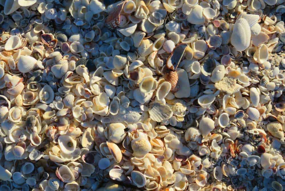 Piles of seashells at Stump Pass Beach State Park, Englewood.