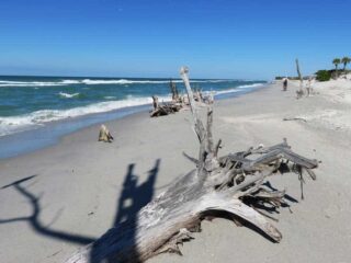 The many sun-bleached dead trees give the Stump Pass Beach State Park its name.