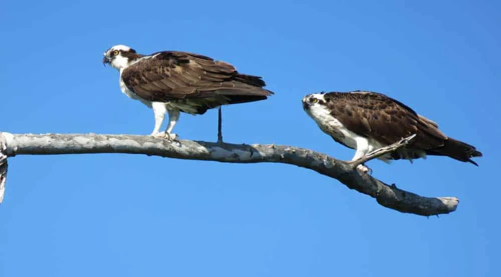 A pair of ospreys at Stump Pass Beach State Park in Englewood, located on one of the beautiful Florida barrier islands.