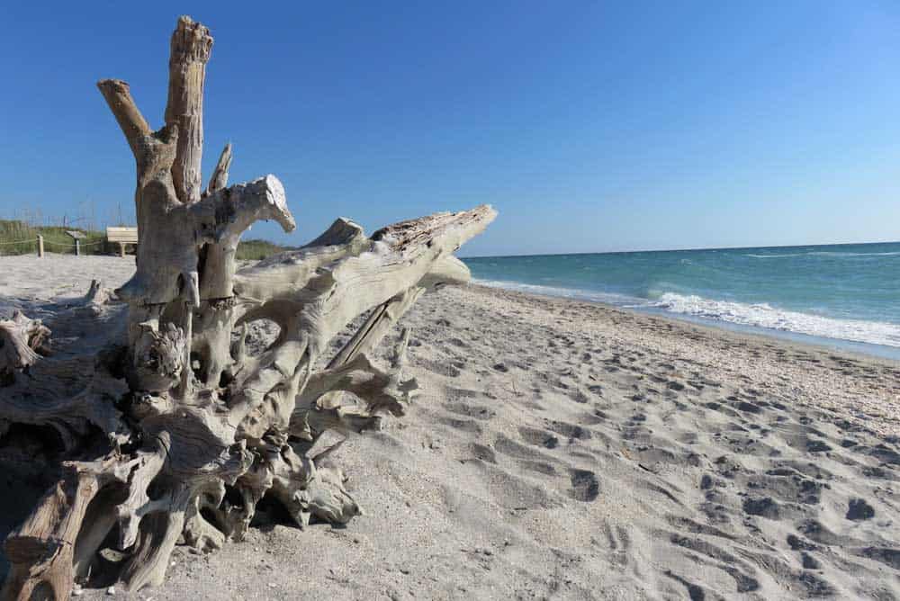 The many sun-bleached dead trees give the Stump Pass Beach State Park its name. It's one of the Florida barrier islands between Sanibel and Tampa Bay.
