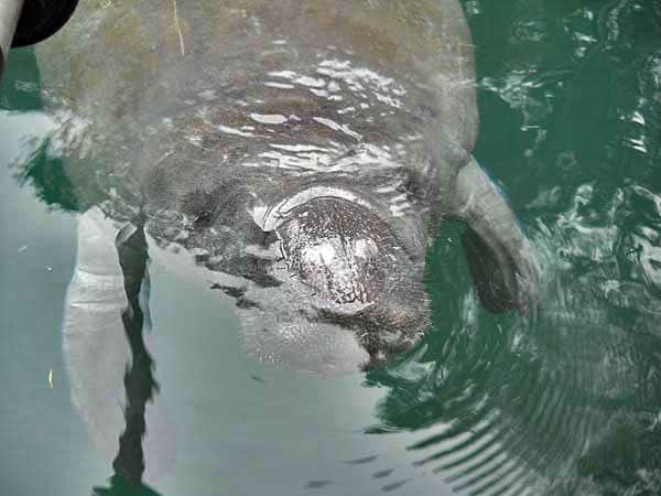 Where to see manatees in Florida: We met this guy kayaking the Weeki Wachee River. (Photo: Bonnie Gross)