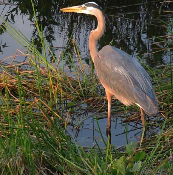 Great blue heron along the Anhinga Trail at sunset in Everglades National Park. (Photo: Bonnie Gross)