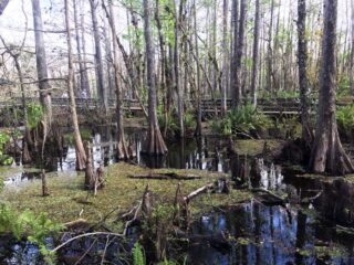 Six Miles Cypress Slough in Fort Myers. (Photo: Bonnie Gross)