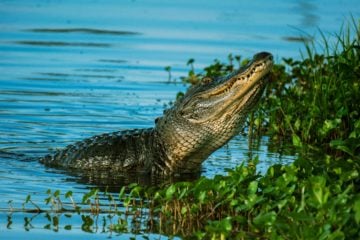everglades camping alligator animal crocodile everglades Camping in the Everglades, an experience like no other