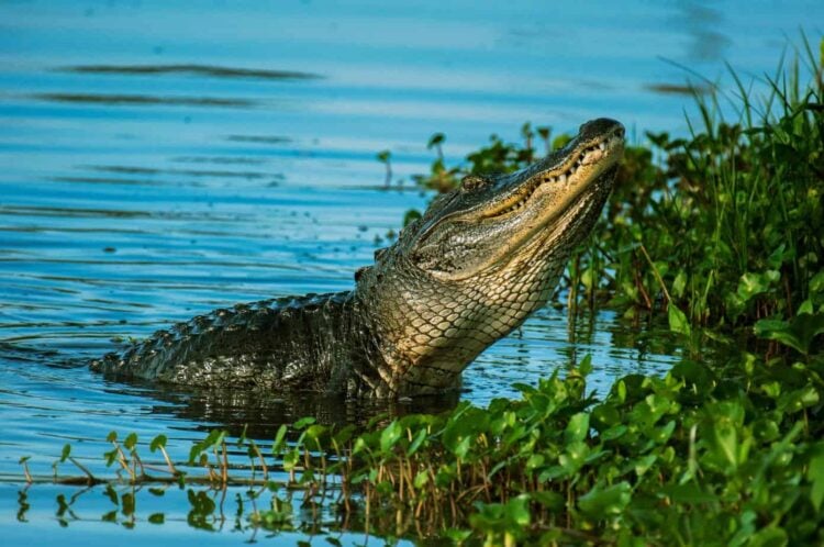 pan's garden alligator animal crocodile everglades Camping in the Everglades, an experience like no other