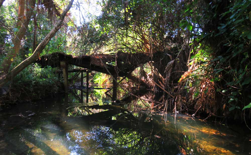 Bedman Creek, a tributary of the Caloosahatchee River near Alva.