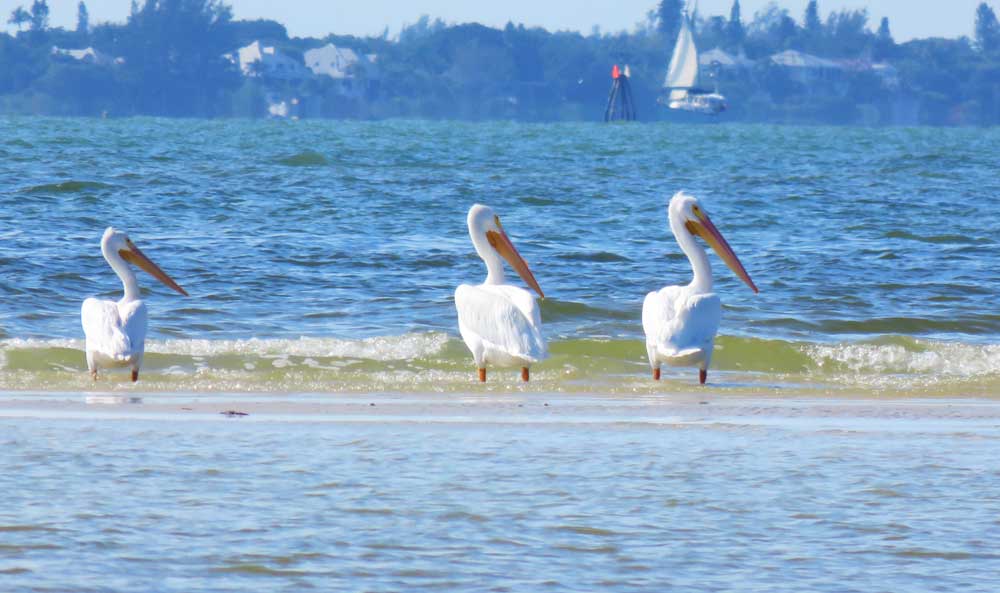 San Carlos Bay - Bunche Beach Preserve in Fort Myers