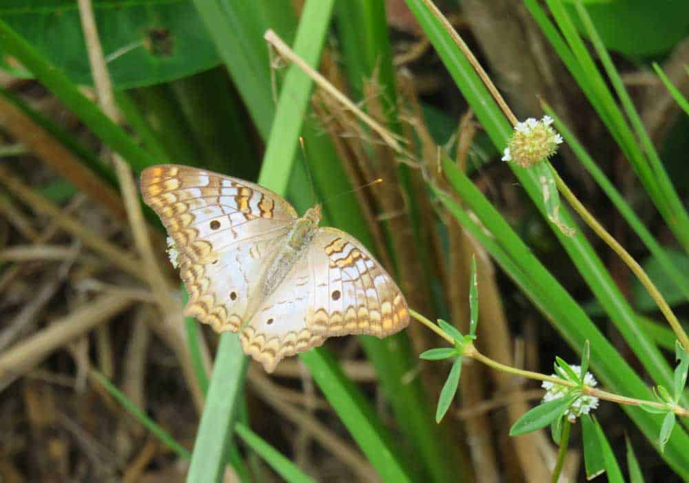 A white peacock butterfly at Shark Valley in Everglades National Park. (Photo: Bonnie Gross)