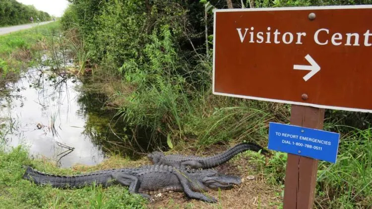 In the winter, visitors have no trouble seeing dozens of alligators up close at Shark Valley, a premiere spot for seeing Florida wildlife up close. (Photo: Bonnie Gross)