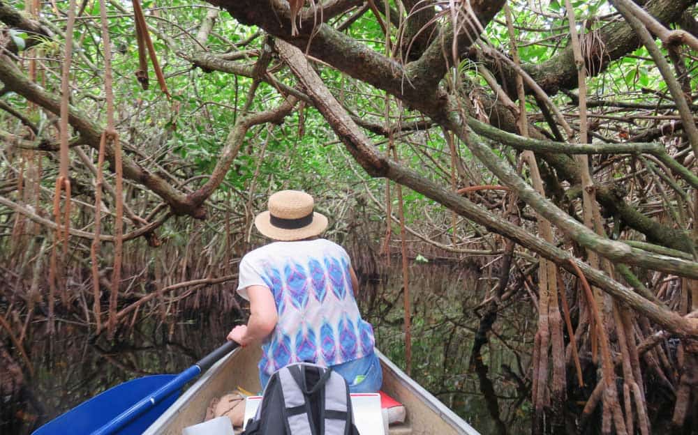 Mangrove tunnels on the Turner River in the Big Cypress Preserve get tight and require some ducking and dodging. (Photo: Bonnie Gross)
