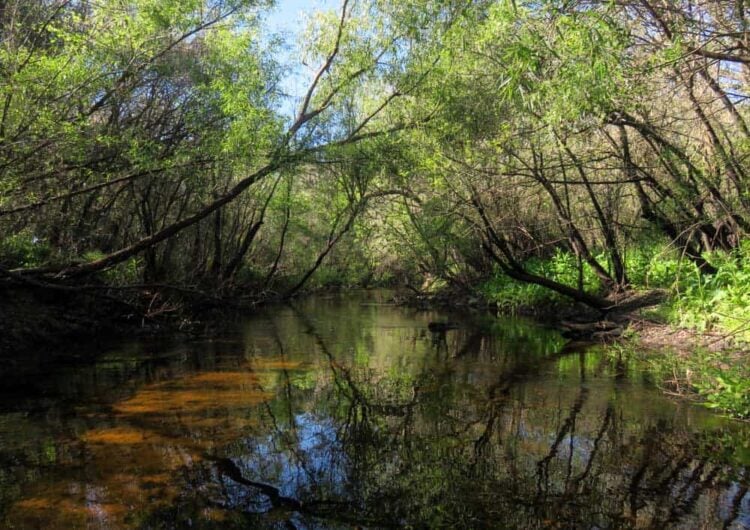 5 favorite places to paddleboard in Tampa Bay area 4 The section near Little Manatee River State Park, the ideal place to paddle, is shallow, with lightly tannic water, a white sandy bottom and rather steep banks.