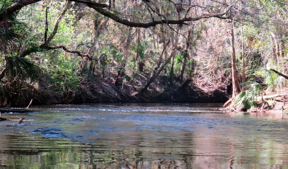 Alafia River: See the little riffle in the water? That's one of the shoals that make the water rush a bit.