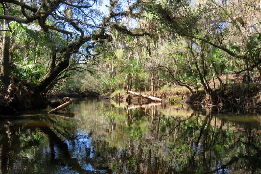 The Alafia River near Tampa river is lined with a tree canopy of magnificent cypress and beautiful live oaks dripping with Spanish moss and fuzzy with air plants. (Photo: Bonnie Gross)