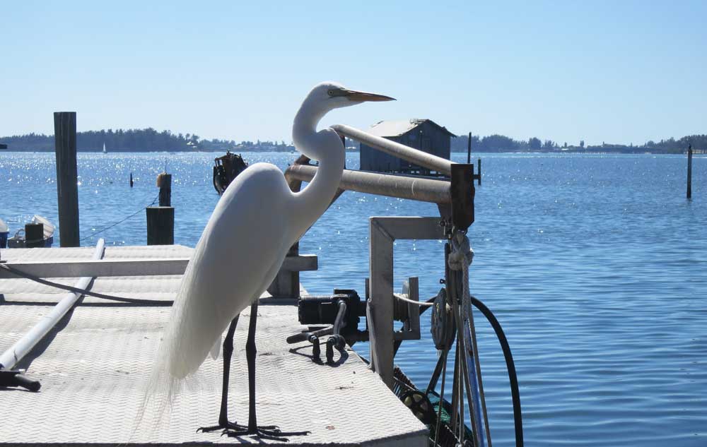 At the fish shacks in Cortez Florida you’ll eat outdoors with views of the water while pelicans, herons and egrets gather photogenically nearby. (Photo: David Blasco)