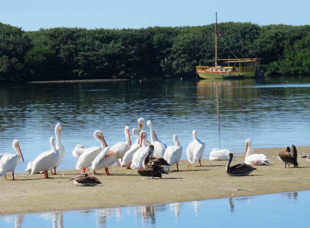 White pelicans gathering off the waterfront in Cortez, FL. (Photo: Bonnie Gross)