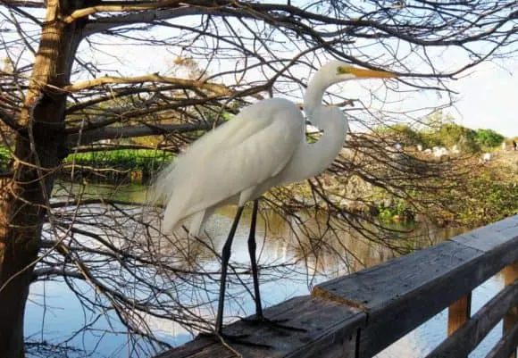 wakodahatchee wetlands great egret Wakodahatchee Wetlands in Delray Beach: Watch the wood storks nesting