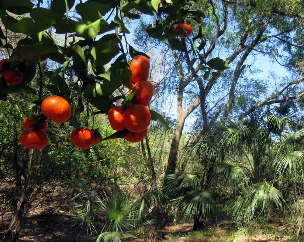 Along the paddling trail through Little Manatee River State Park, we came across bright orange fruit on long abandoned citrus trees. (Photo: Bonnie Gross)