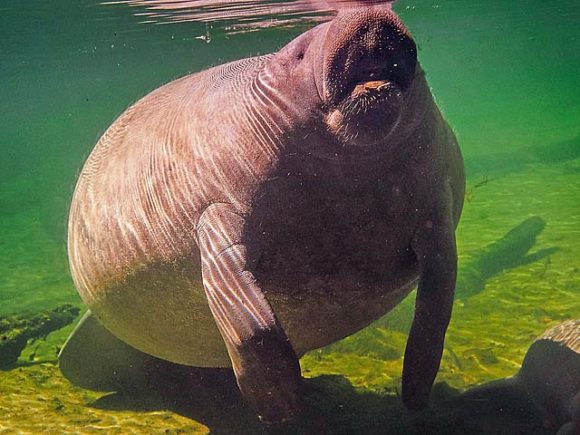 Endangered Florida animals: A manatee at Blue Springs State Park