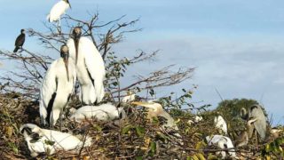Wood storks, anhingas and herons all nesting together in Wakodahatchee Wetlands in Delray Beach. (Bonnie Gross)