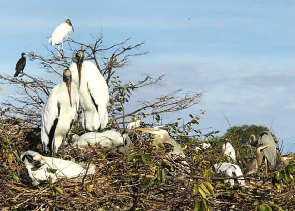 Wood storks, anhingas and herons all nesting together in Wakodahatchee Wetlands in Delray Beach. The boardwalk offers some of the best birdings among parks in South Florida. (Bonnie Gross)