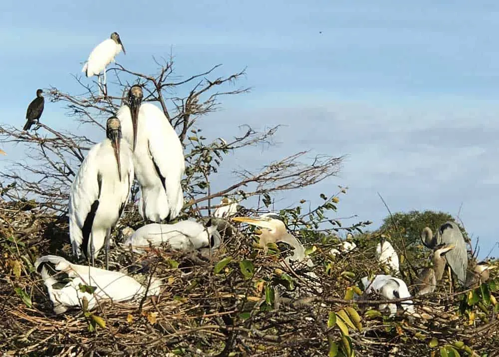 Wood storks, anhingas and herons all nesting together in Wakodahatchee Wetlands in Delray Beach. (Bonnie Gross)