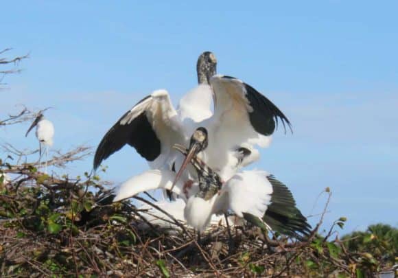 Wood storks nesting in Wakodahatchee Wetlands in Delray Beach