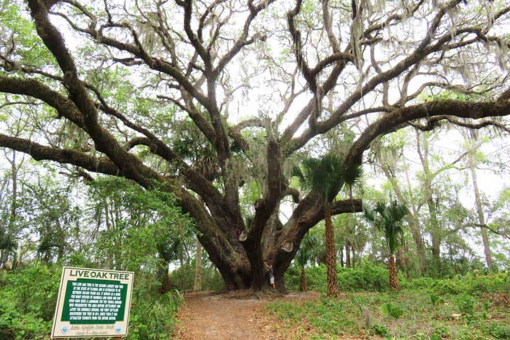 The live oak tree at Lake Griffin State Park is the second largest in the state and the oldest. (Photo: Bonnie Gross)